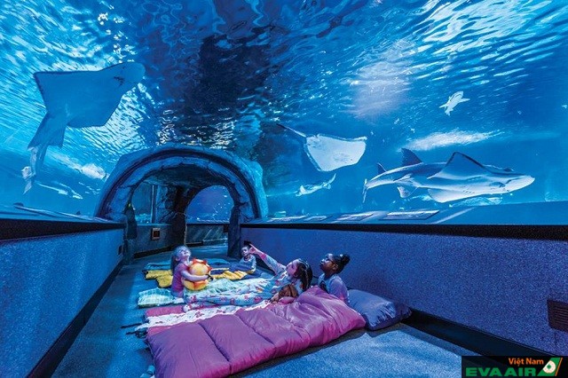 Nghỉ qua đêm Downtown Aquarium cũng là trải nghiệm ấn tượng khi đến Houston