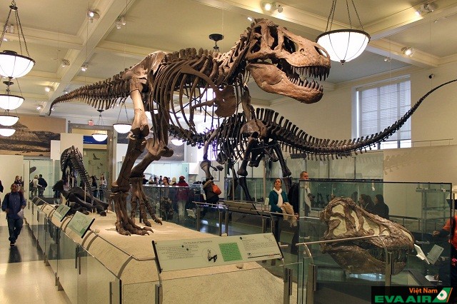 Bảo tàng Lịch sử tự nhiên trưng bày khoảng 300 bộ xương hóa thạch