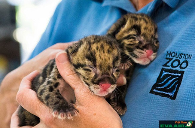 Các con vật “bé nhỏ” đang được chăm sóc bởi các nhân viên ở sở thú
