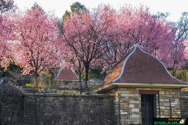 Những cây hoa anh đào ở Dumbarton Oaks nở vào tháng 3