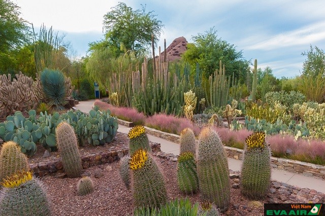 Desert Botanical Garden là nơi bạn tìm thấy những loài cây sống ở môi trường sa mạc