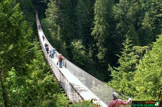 Cầu treo Capilano được nằm trong danh cây cầu treo có chiều dài và cao nhất trên thế giới