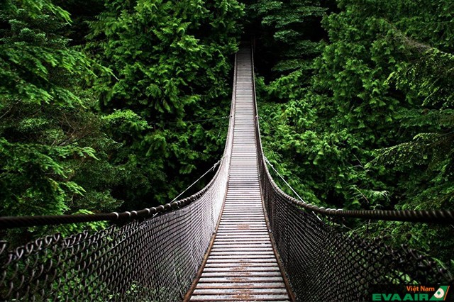 Cầu treo Capilano – nơi bạn có những trải nghiệm thú vị ở Vancouver