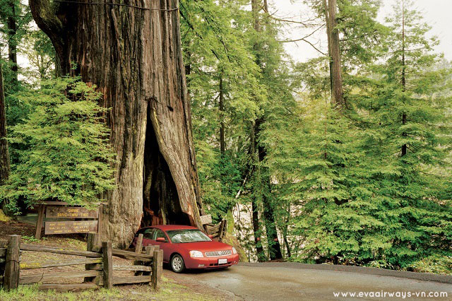 Xem ôtô có thể chui qua thân cây to lớn ở vườn quốc gia Redwood