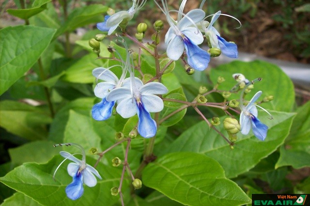 Hoa bụi bướm xanh – clerodendrum ugandense là loại hoa phổ biến trong nhà kính