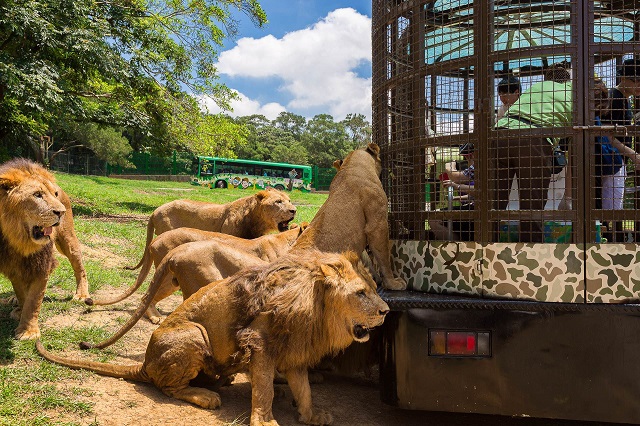 Leofoo Village Theme Park – Thiên đường giải trí hàng đầu ở Đài Loan