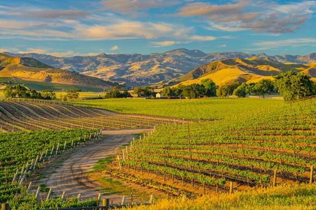 Nên trải nghiệm những gì khi vi vu đến thung lũng rượu vang Santa Ynez – California