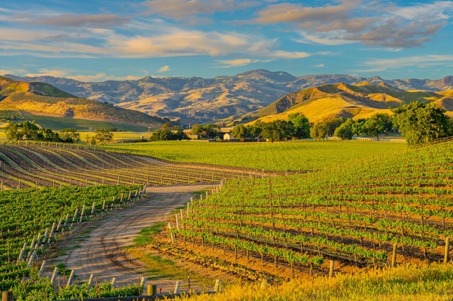 Nên trải nghiệm những gì khi vi vu đến thung lũng rượu vang Santa Ynez – California