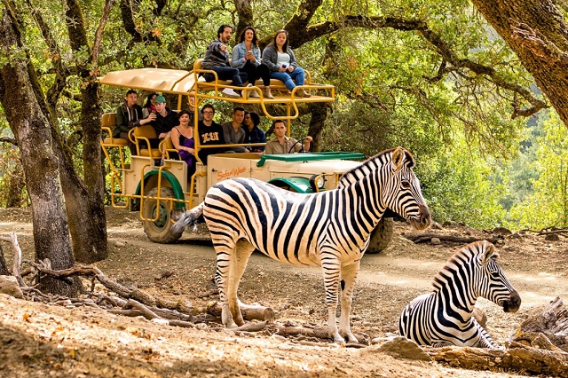Top 5 công viên vườn thú ở California thu hút khách tham quan nhất